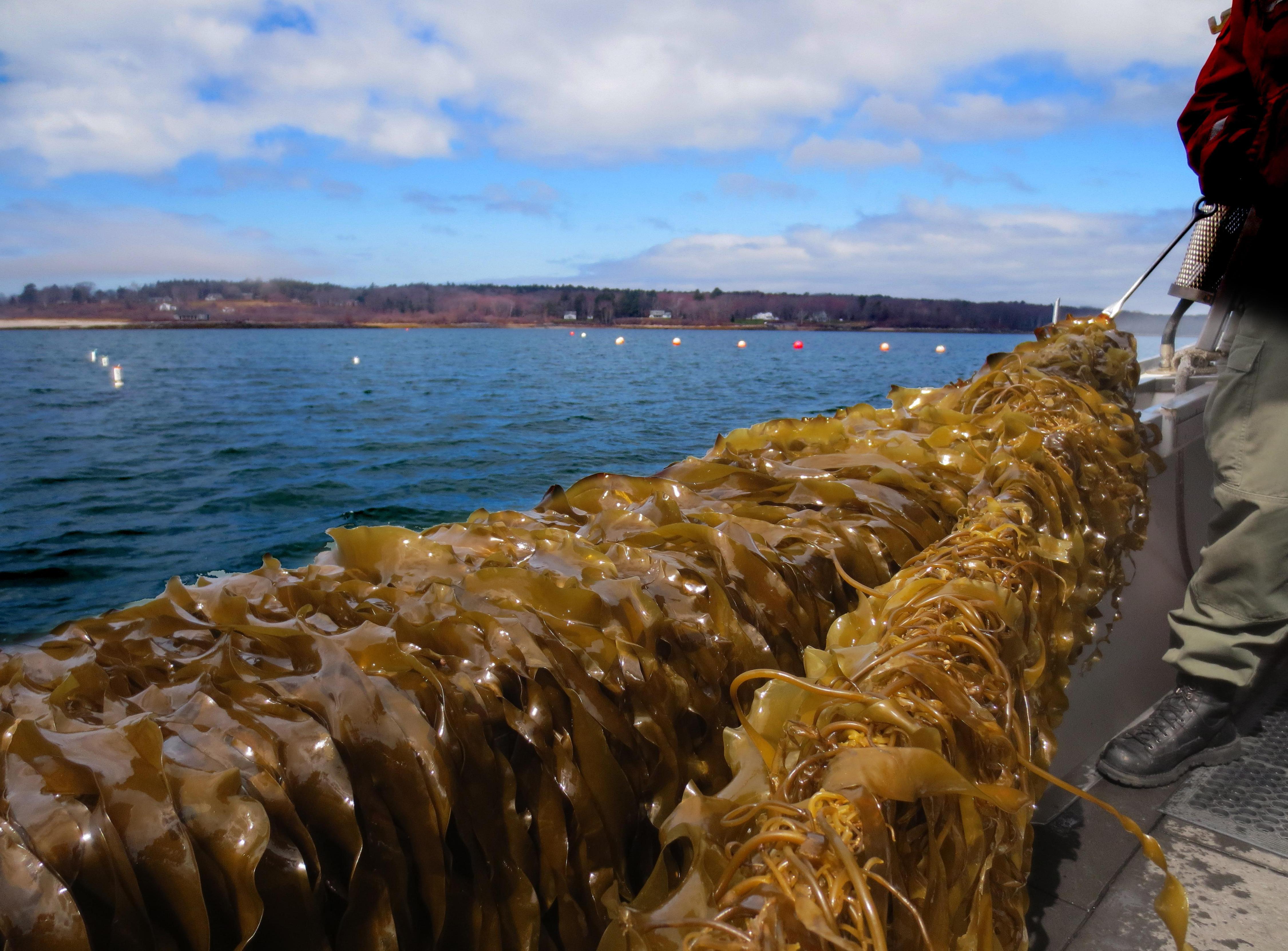 Seaweed Dropper Ropes